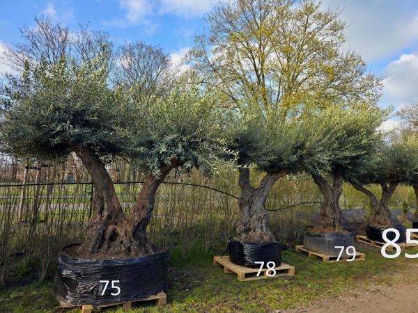 XXL Olivenbaum - www.plantaplaza.de